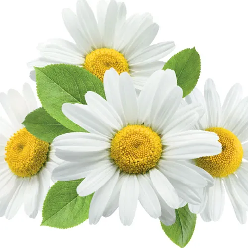 Chamomile Extract