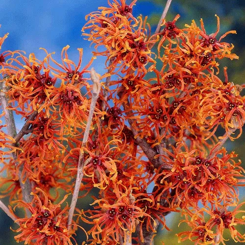 Witch Hazel Extract